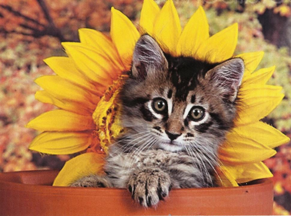 Kitten With A Flower wallpaper,flower HD wallpaper,feline HD wallpaper,kitten HD wallpaper,flowerpot HD wallpaper,tabby HD wallpaper,animals HD wallpaper,1970x1462 wallpaper