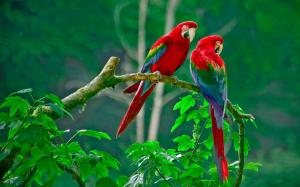 Lovely parrots wallpaper thumb