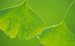Ginkgo leaves with water drops close-up wallpaper thumb