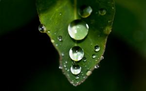 Plant close-up, leaf, water drops wallpaper thumb