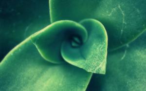 Macro Plant Green HD wallpaper thumb