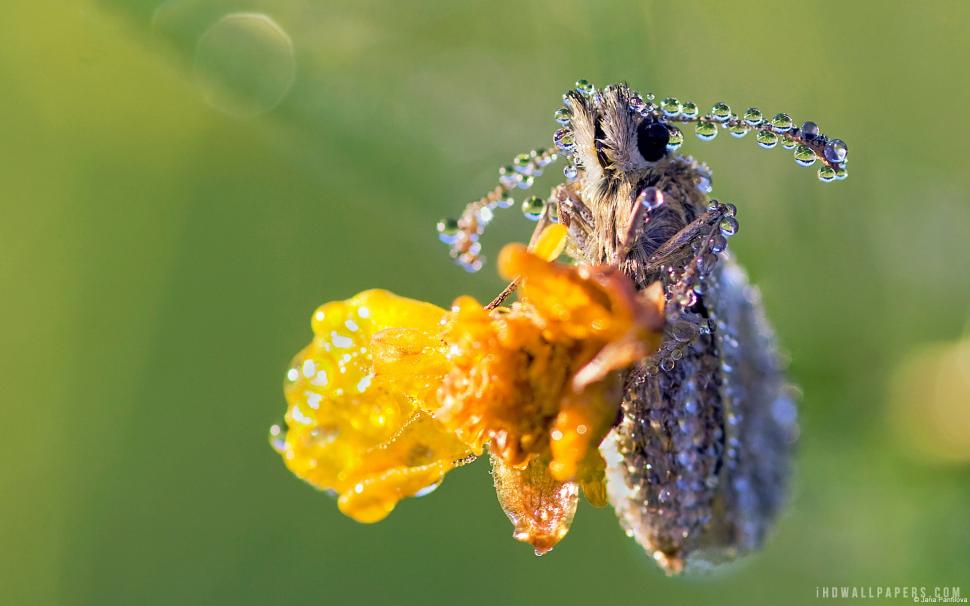 Dew Covered Insect wallpaper,insect HD wallpaper,covered HD wallpaper,1920x1200 wallpaper