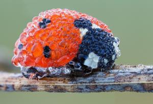 Nature, Ladybugs, Black And Red, Insects wallpaper thumb