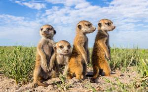 Animals close-up, meerkats wallpaper thumb