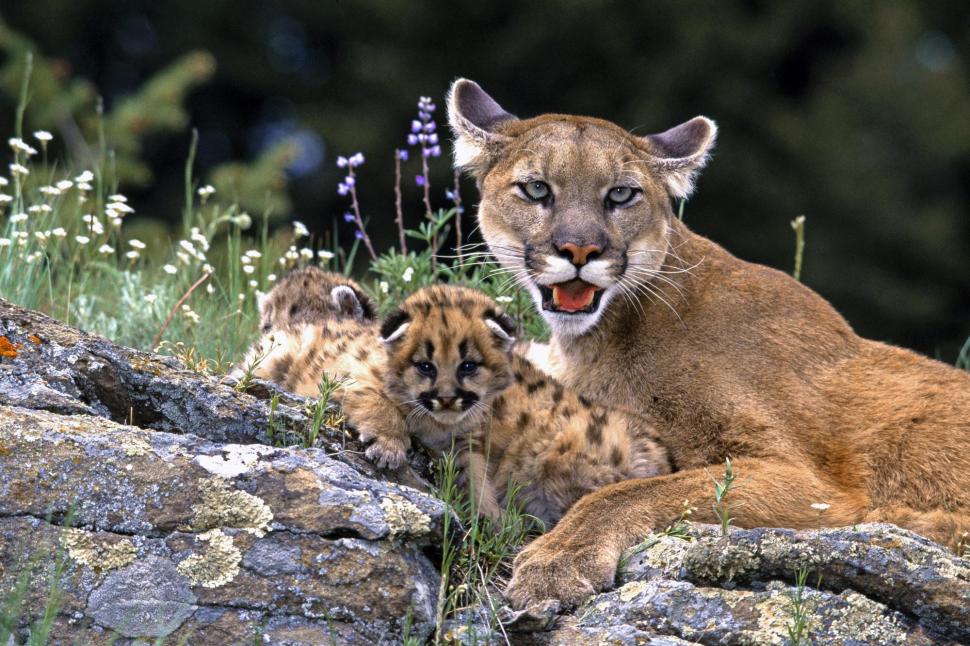Mountain Lion With Cubs wallpaper,mother HD wallpaper,mountain lion HD wallpaper,cubs HD wallpaper,kittens HD wallpaper,animals HD wallpaper,2000x1333 wallpaper