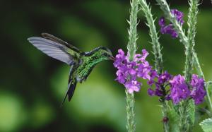 Nectar of hummingbird wallpaper thumb