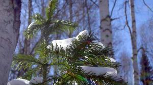 Snowy fir wallpaper thumb