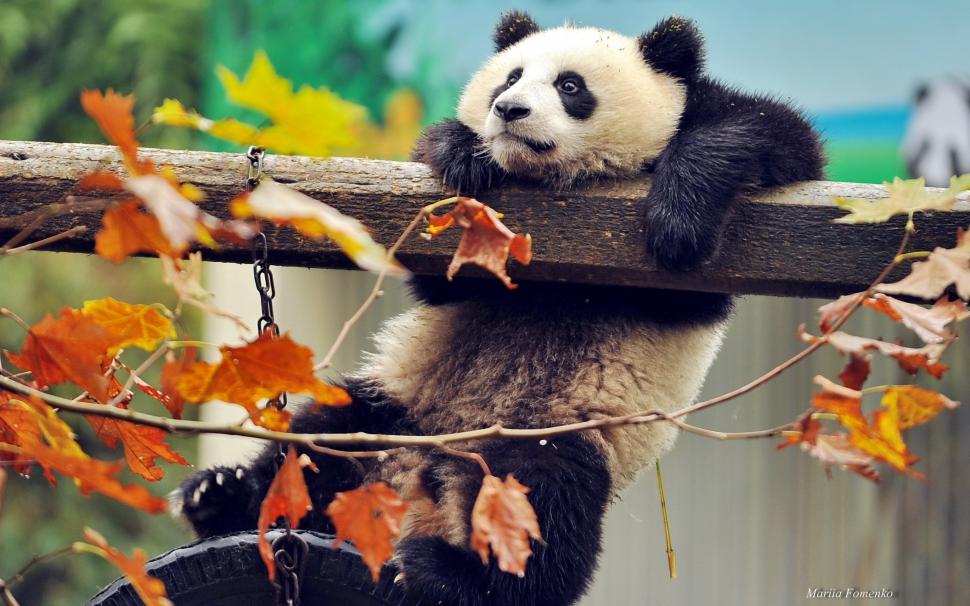 Cute Panda Climbing wallpaper,panda bear HD wallpaper,panda HD wallpaper,baby panda HD wallpaper,2880x1800 wallpaper