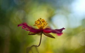 Flower Macro Blur HD wallpaper thumb