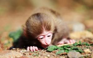 A little monkey on the ground close-up photography wallpaper thumb
