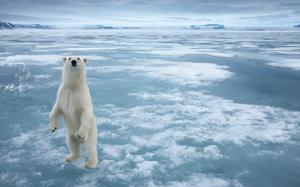 Polar bear in the cold Arctic ice wallpaper thumb