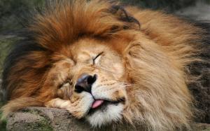 Lion Sleeping wallpaper thumb