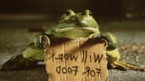 Funny Frog HD wallpaper thumb