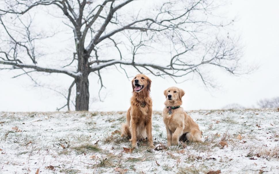 Two brown dogs in the winter wallpaper,Two HD wallpaper,Brown HD wallpaper,Dogs HD wallpaper,Winter HD wallpaper,1920x1200 wallpaper