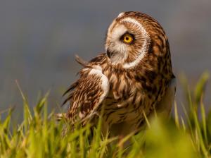 Marsh, owl, bird, grass wallpaper thumb