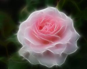 Beautiful Rose wallpaper thumb