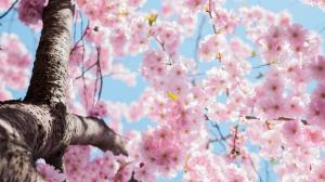 Cherry flowers blossom, tree, twigs, spring wallpaper thumb