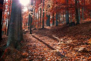 Sun Rays in forest wallpaper thumb