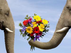 elephant, flowers, love, animals wallpaper thumb
