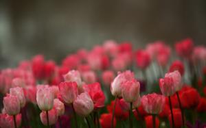 Pink flowers, tulips, blur background wallpaper thumb
