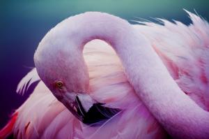 Pink flamingos, bird wallpaper thumb