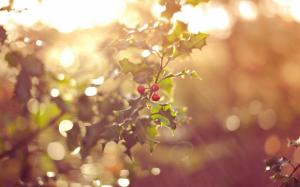 Mistletoe Sunlight Macro Bokeh Leaves HD wallpaper thumb