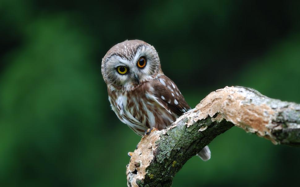 Cute owl wallpaper | animals | Wallpaper Better