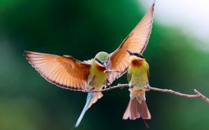 Two birds eat insects wallpaper thumb