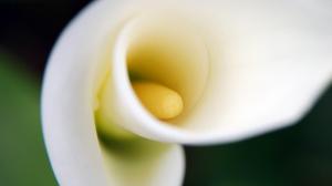 Flower Calla Close-Up wallpaper thumb
