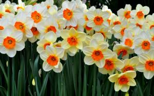 Beautiful flowers, many daffodils wallpaper thumb