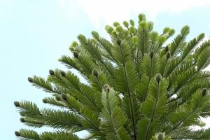 Wollemi Pine (wollemia Nobilis) wallpaper thumb