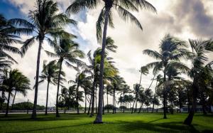 Palm trees, beach, Miami, Florida, USA wallpaper thumb