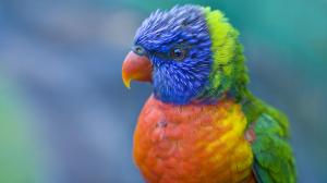 Coloured Bird Pictures Free wallpaper thumb