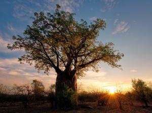 Africa, Zimbabwe, savanna nature landscape, baobab, shrubs, sunset, rays wallpaper thumb