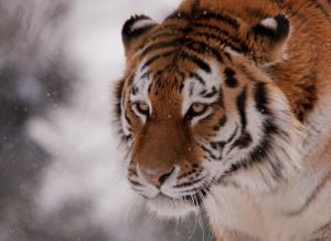 Tiger in winter wallpaper thumb