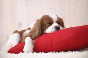 Sleeping puppy with red pillow wallpaper thumb