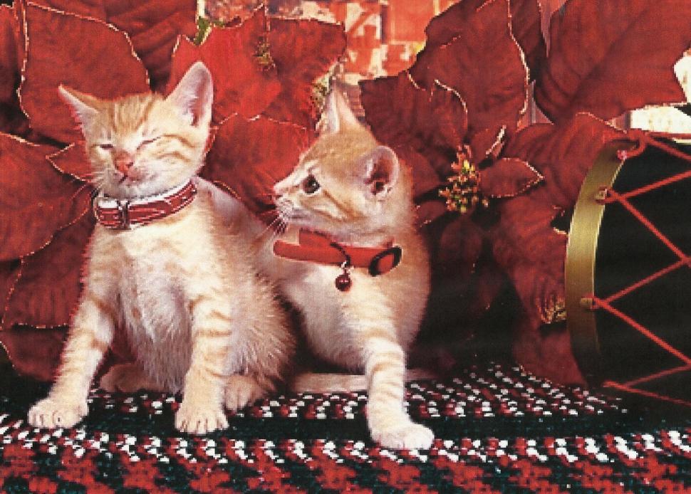 Two Christmas Kittens wallpaper,feline HD wallpaper,drum HD wallpaper,kittens HD wallpaper,poinsettias HD wallpaper,animals HD wallpaper,1982x1420 wallpaper