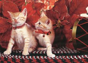 Two Christmas Kittens wallpaper thumb