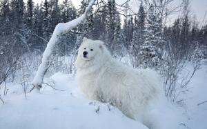 White samoyed dog, snow, trees wallpaper thumb