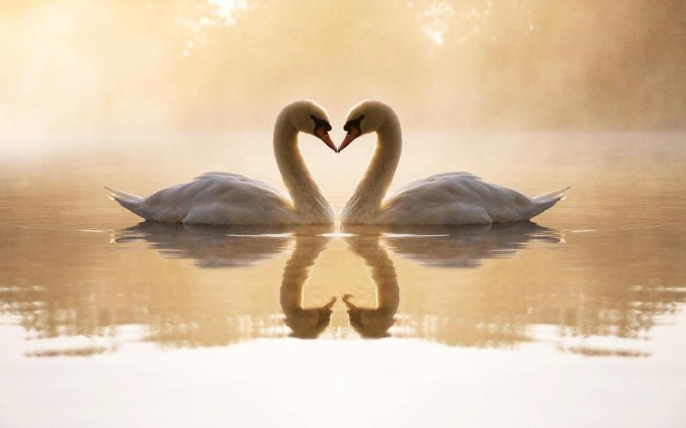 Loving Swans wallpaper,loving HD wallpaper,swans HD wallpaper,animals & birds HD wallpaper,1920x1200 wallpaper