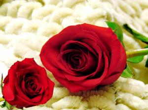 Two Red Roses wallpaper thumb