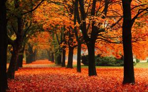 Park, alley, trees, autumn, red leaves wallpaper thumb