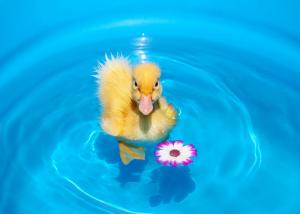 Duckling Chick Flower Water HD Free wallpaper thumb
