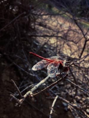 Insect, Red Dragonfly, Dragonfly wallpaper thumb