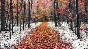 Forest In Two Seasons Winter Fall wallpaper thumb