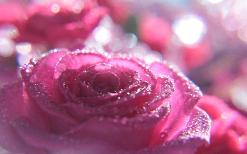 Pink rose macro photography, water droplets, glare wallpaper,Pink HD wallpaper,Rose HD wallpaper,Macro HD wallpaper,Photography HD wallpaper,Water HD wallpaper,Droplets HD wallpaper,Glare HD wallpaper,1920x1200 wallpaper