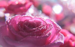 Pink rose macro photography, water droplets, glare wallpaper thumb