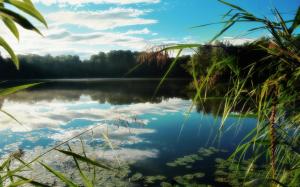 Lake, reeds, water reflection, trees wallpaper thumb