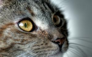 attentive listener cat eye kitten HD wallpaper thumb