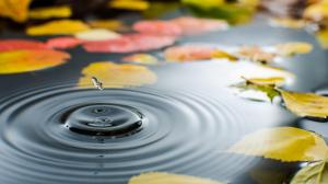 Water, water, autumn leaves beautiful wallpaper thumb